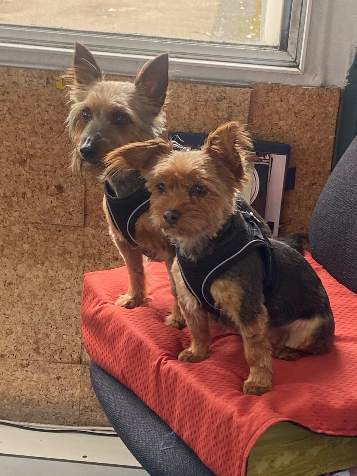 Two terriers ready for a walk